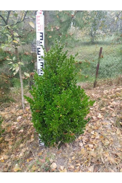 Самшит – універсальний кущ для саду